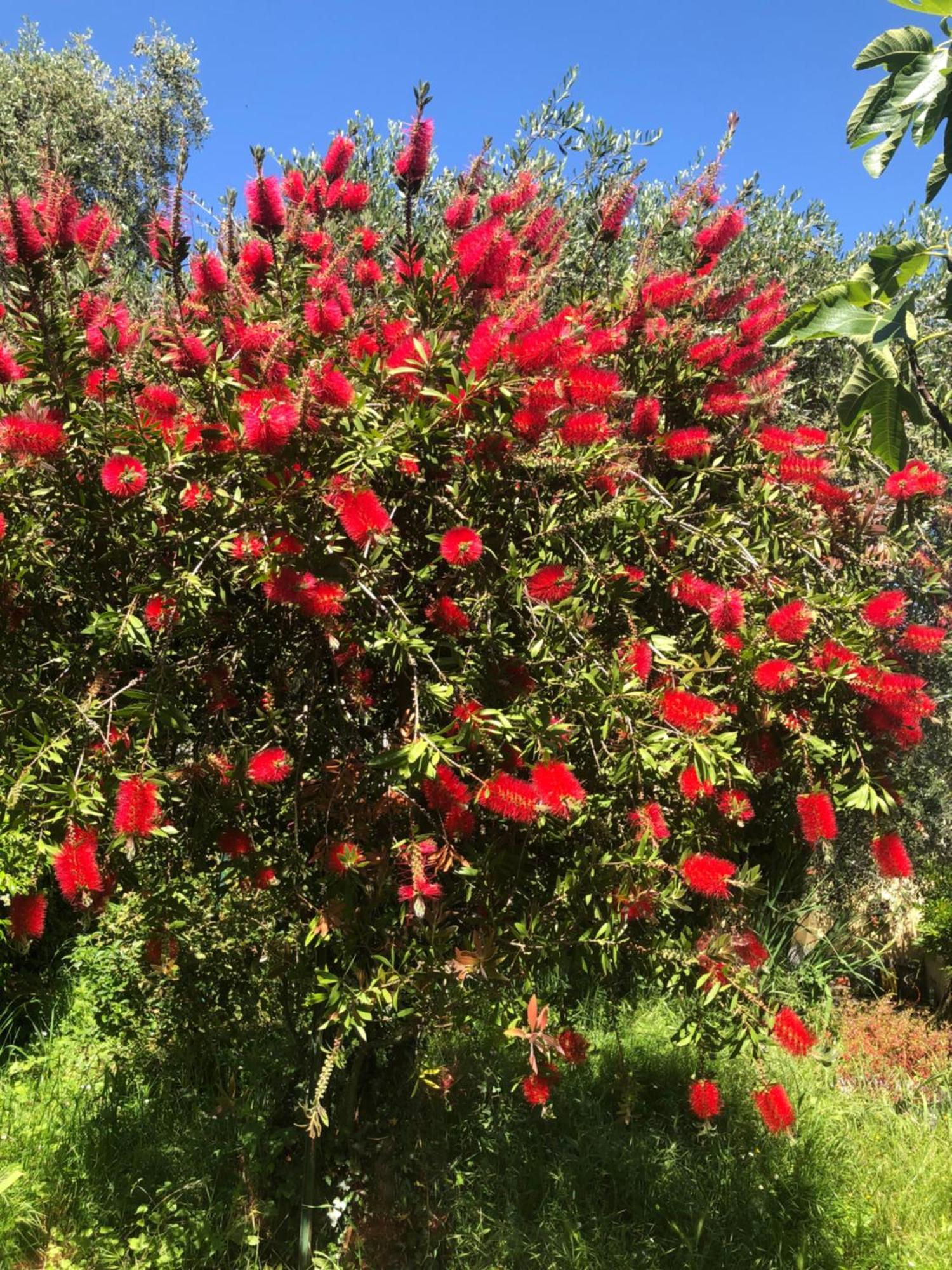La Primula Vicinanza 5 Terre Villa Riccò del Golfo di Spezia Exteriör bild
